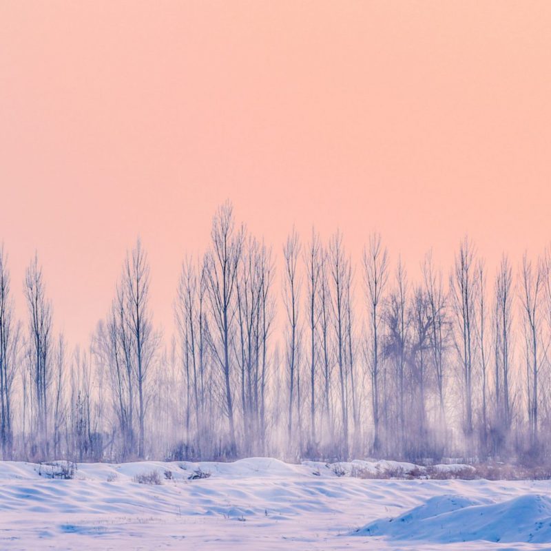 bare trees in a line with an orange sky and snow on the floor